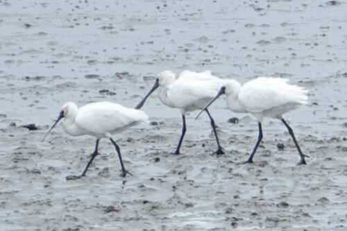 Black-faced Spoonbill