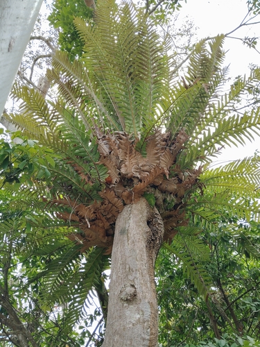 Drynaria coronans, photograph 2