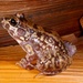Sibilator Frog - Photo (c) agarda, some rights reserved (CC BY-NC), uploaded by agarda
