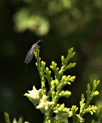 Phaeostigma
