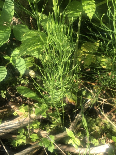 field horsetail