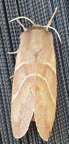 Fox Moth