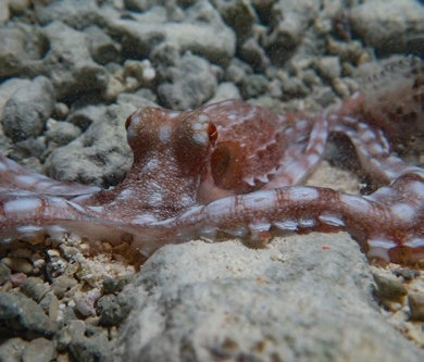 Ornate Night Octopus