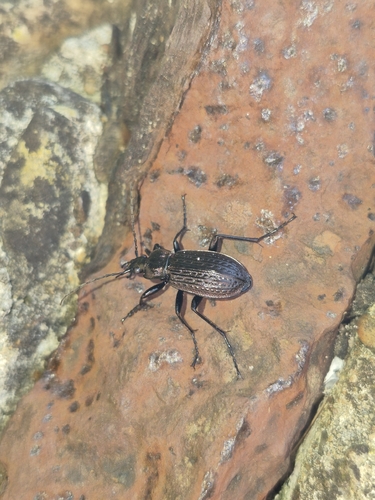 Granulated Ground Beetle