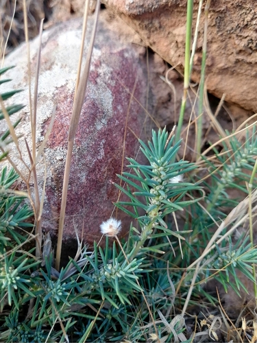 Polycnemum fontanesii