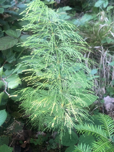 wood horsetail