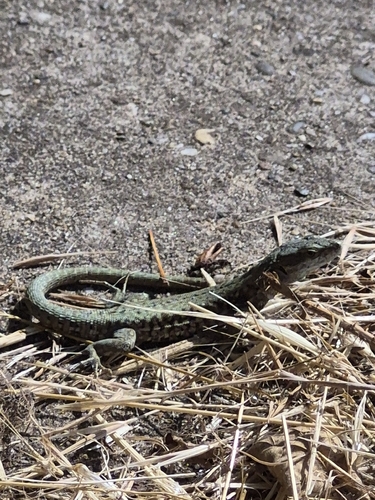 Common Wall Lizard