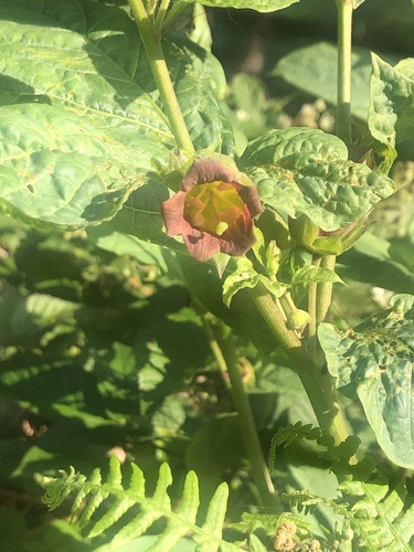 Deadly Nightshade