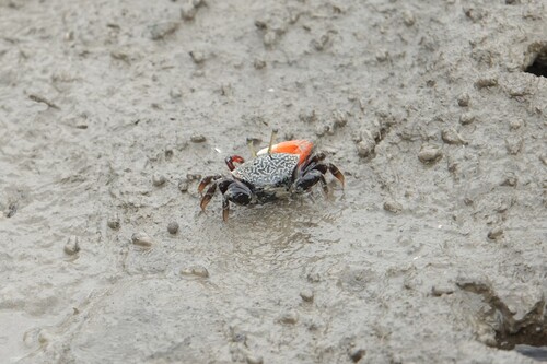 Bowed Fiddler Crab