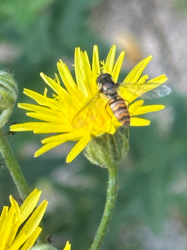 Marmalade Hover Fly