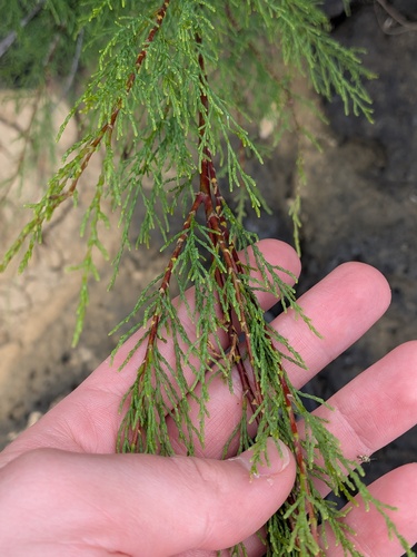 Tamarix africana, photograph 3
