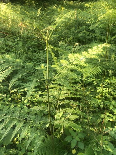 common bracken
