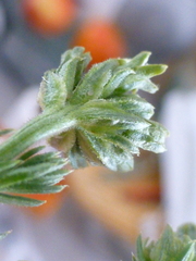 Thesium pubescens