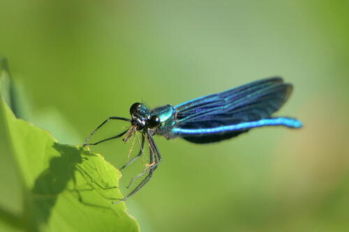 Beautiful Demoiselle