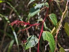 Gaultheria leucocarpa