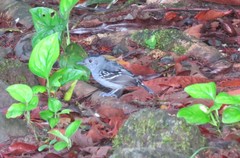 Thamnophilus atrinucha gorgonae