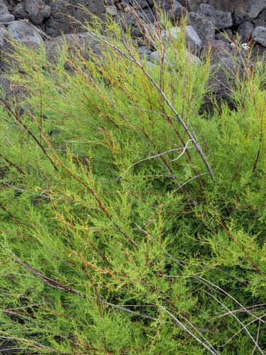 Tamarix africana, photograph 4