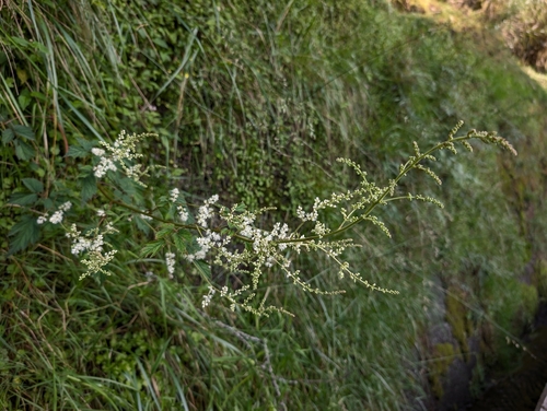 Astilbe longicarpa, photograph 4