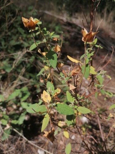 Sage-leaved Rock-rose