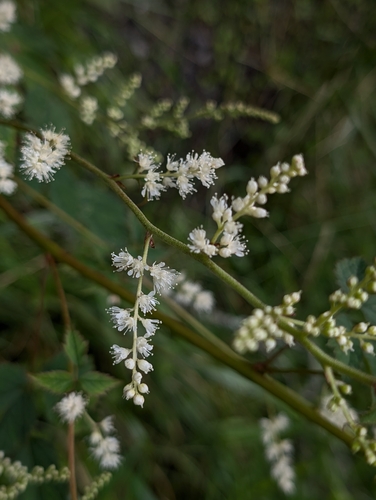 Astilbe longicarpa, photograph 5