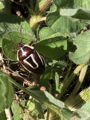 Perillus circumcinctus