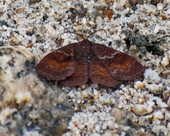 Leptostales rubromarginaria