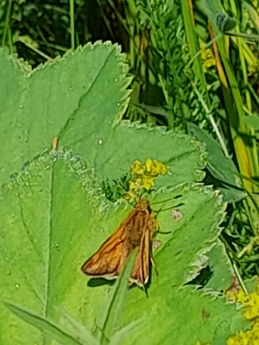 Large Skipper