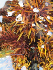 Prionitis lanceolata