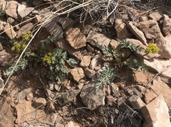Cymopterus glomeratus