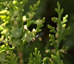 Phaeostigma