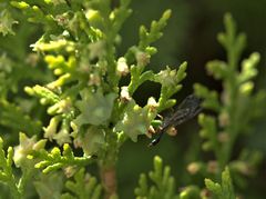 Phaeostigma