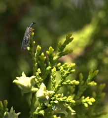 Phaeostigma