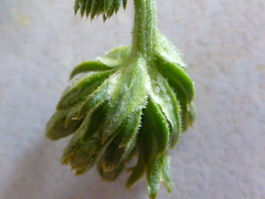 Thesium pubescens