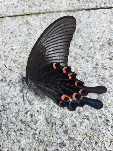 Chinese Peacock Swallowtail