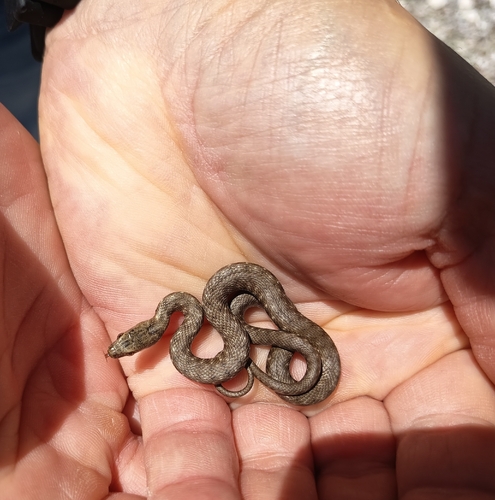 Tessellated Water Snake