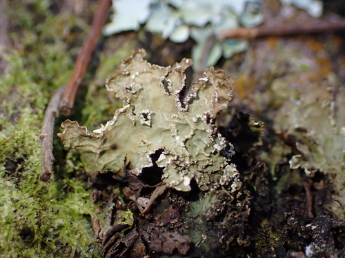 Pseudocyphellaria glabra observed 2026-06-20