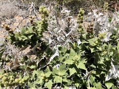 Ambrosia ilicifolia