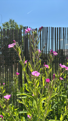 Great Willowherb