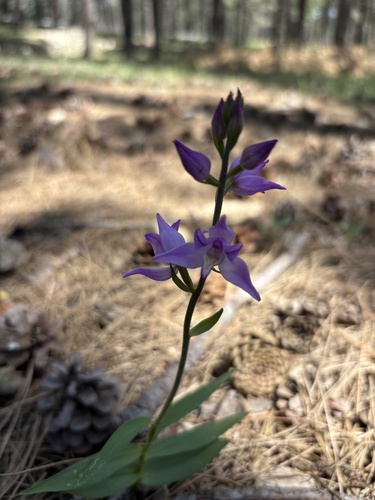 Red Helleborine
