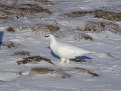 Lagopus muta hyperborea