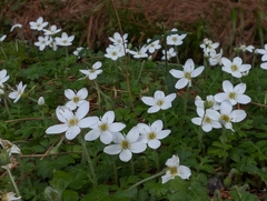 Ellisiophyllum pinnatum, photograph (c) Francisca Wu, some rights reserved (CC BY)