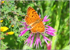 Melitaea aetherie