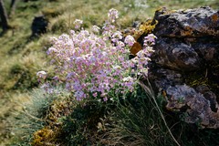 Arabidopsis arenosa