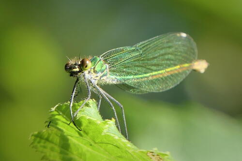 Banded Demoiselle
