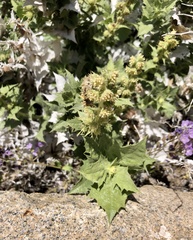 Ambrosia ilicifolia