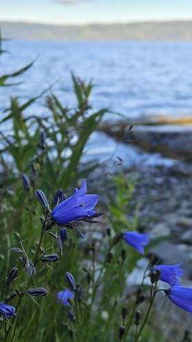 Common Harebell