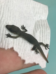 Hemidactylus garnotii