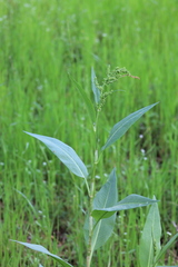 Rumex altissimus