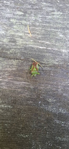 Hawthorn Shield Bug