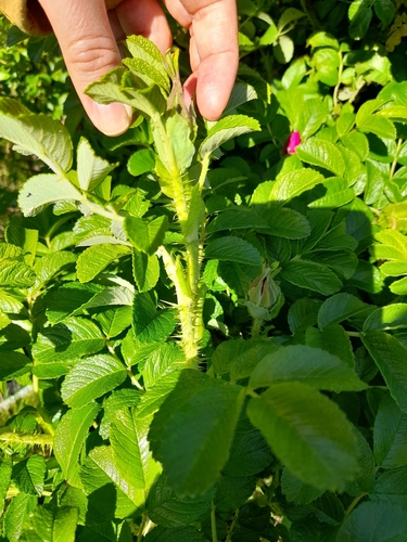 rugosa rose